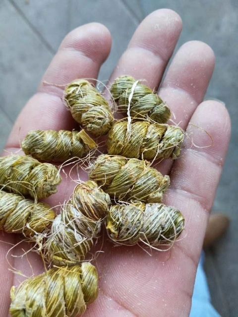 龙陵县紫皮石斛