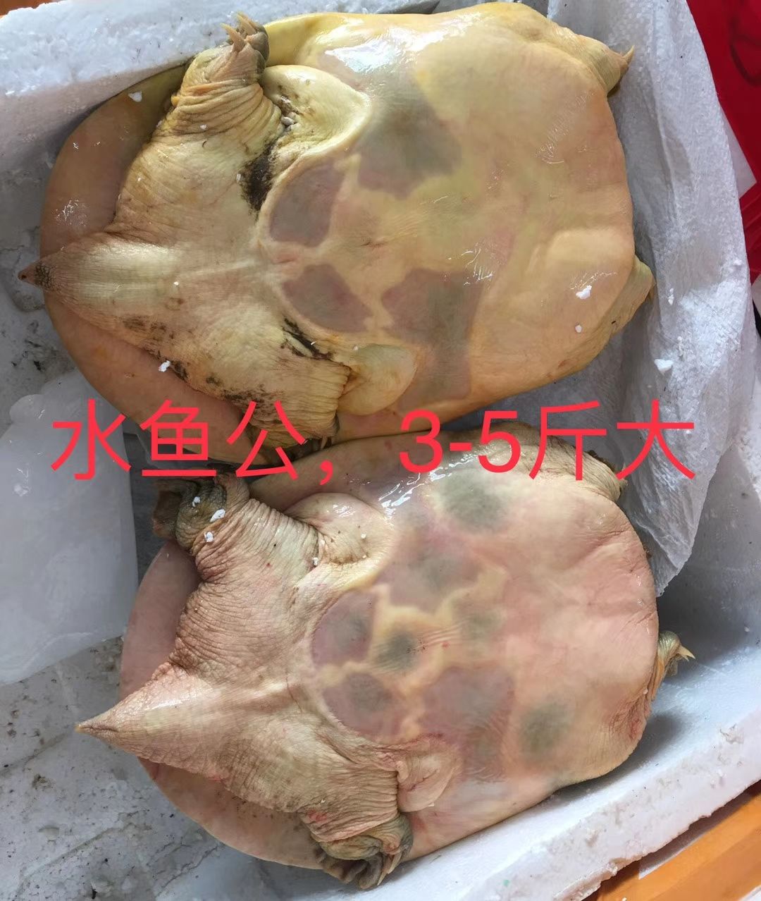  黄沙甲鱼