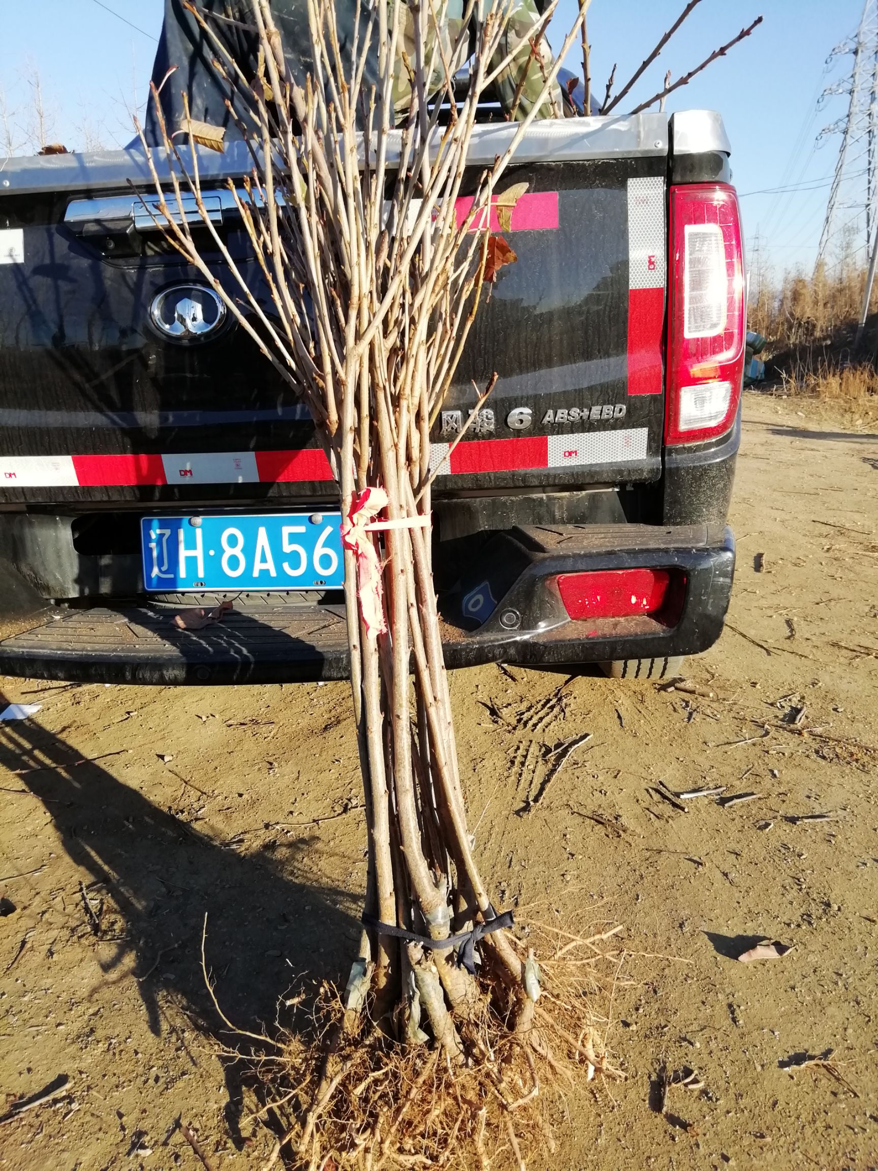 俄罗斯8号樱桃苗  俄罗斯八号大樱桃苗，俄罗斯八号樱桃苗，辽宁俄罗斯八号樱桃苗