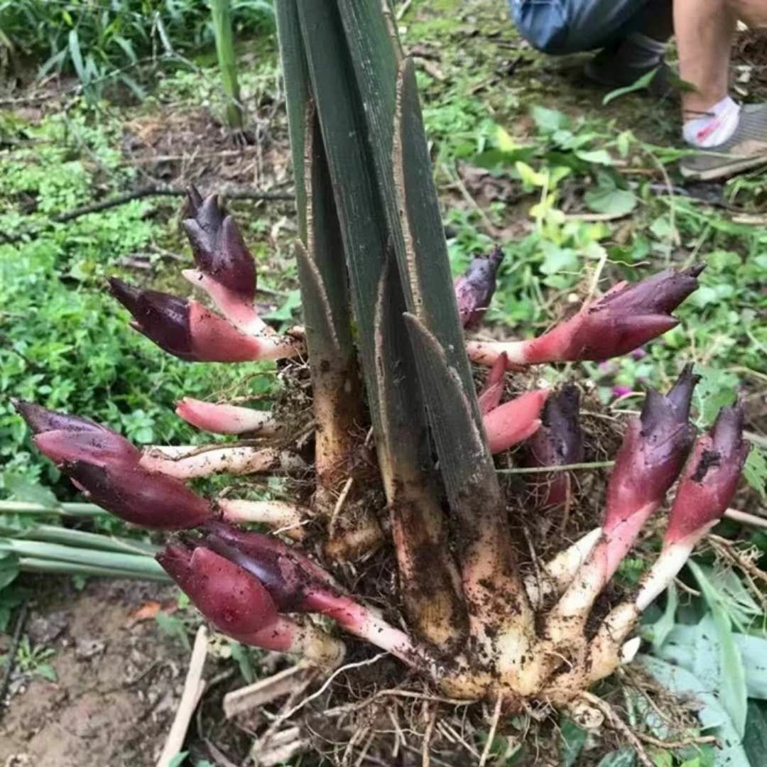 恩施市阳荷种苗洋河种子洋河种苗茎块