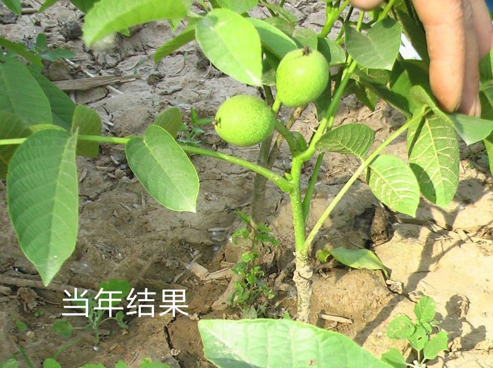  核桃苗，香玲核桃皮薄個(gè)頭大產(chǎn)量高適應(yīng)性強(qiáng)基地直銷(xiāo)?；?。