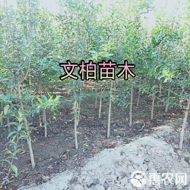  蒙阳红石榴树苗 现挖现卖