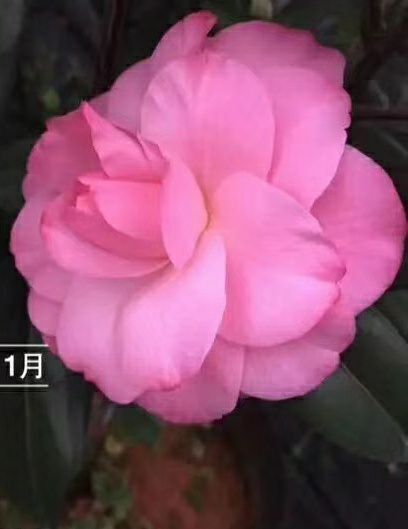漳平市 名贵品种茶花：橙色珍宝 茶花苗带花苞原盆原土产地批发快递包