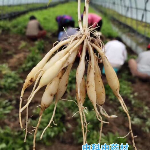 景洪市 湖北优良道地百部苗，百部种子。