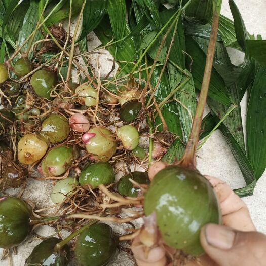 梁河县大白芨不施肥不打农药，林下种植仿数量有限要的赶紧联系