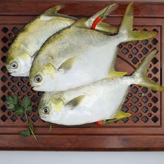  一手貨源 鯧魚 船上直供 一手貨源 支持領(lǐng)樣