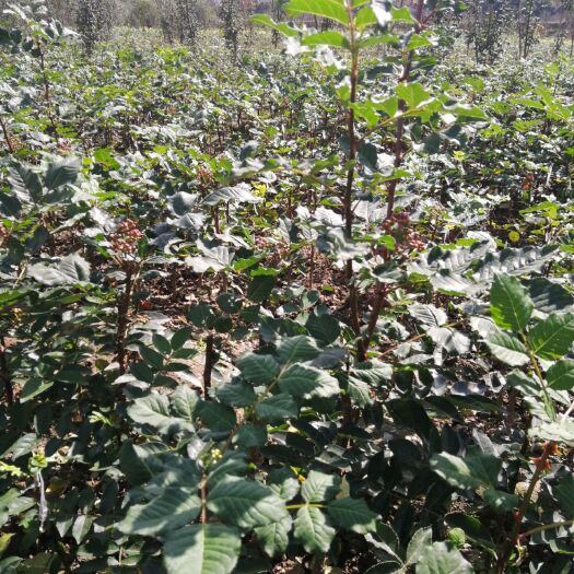 陇南 优质无刺改良花椒苗大量出售