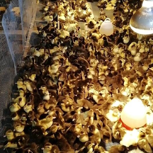 会昌县 大量出售大种 小种半番鸭苗