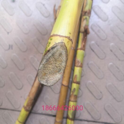 东莞市 棕竹