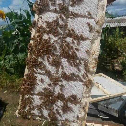 邢台 蜂巢蜜  250克荆条巢蜜蜂场直供自产自销 一手货源量大从