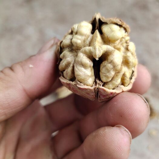 永平县 云南优质纸皮核桃