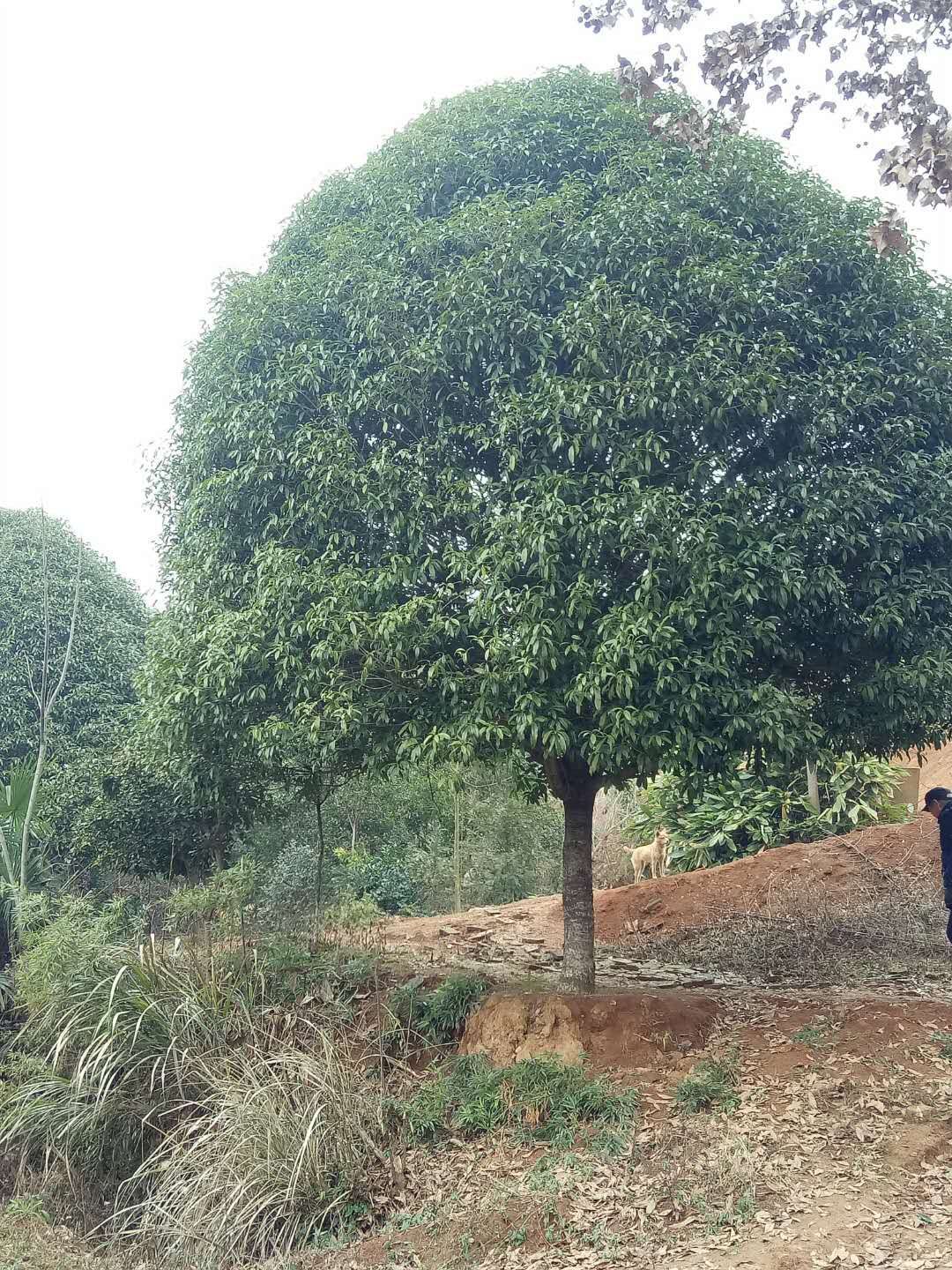  免費挖四季桂，金桂花樹，不要錢