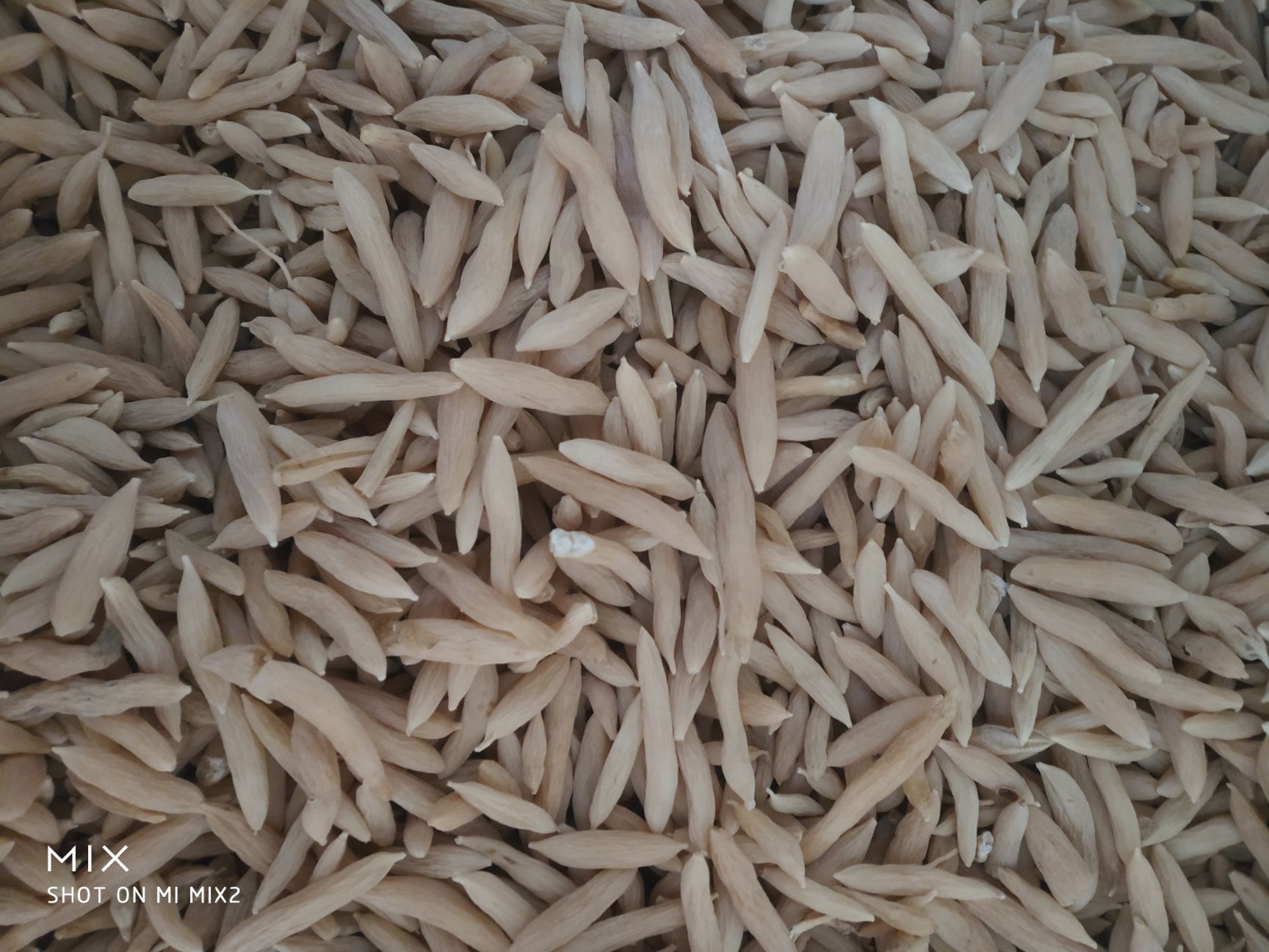 曹县中药麦冬草  中药材麦冬，品质好，无硫，天然晒干，一手货源。也有麦冬草