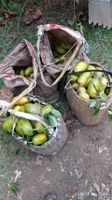 九月瓜 天然深山九月黄 八月瓜 牛卵坨拿藤包5斤起包邮