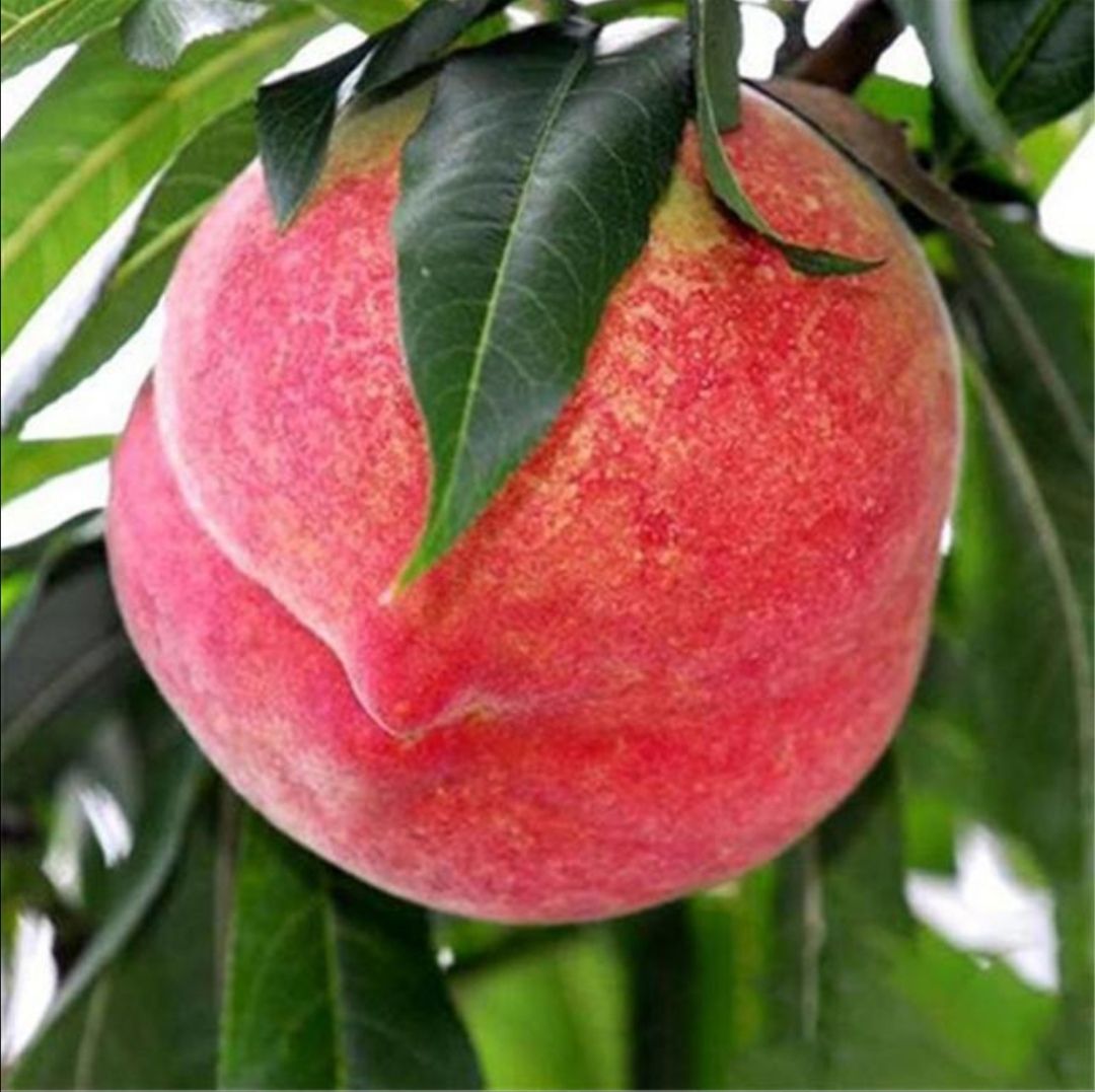 映霜红桃苗 映霜红