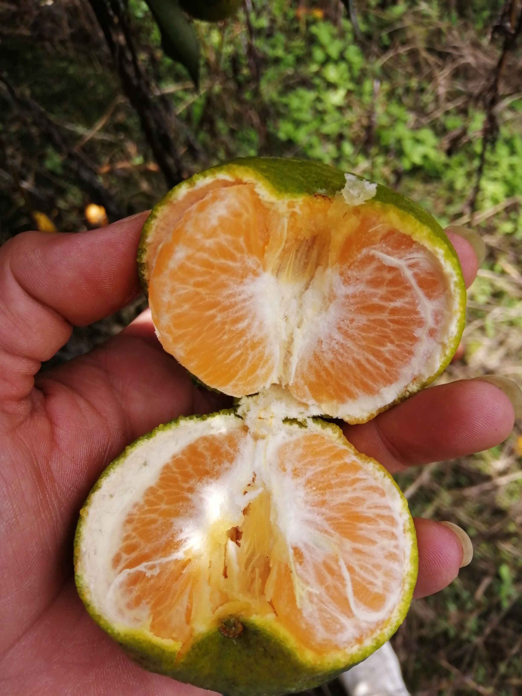 椪柑 碰柑