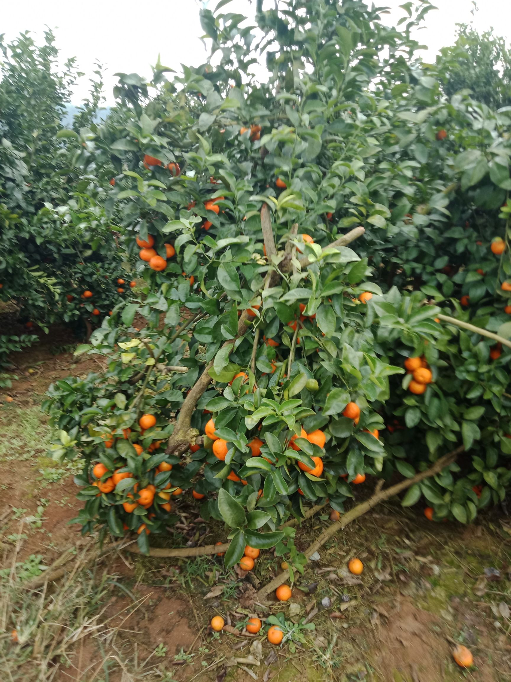  正宗广西沙糖桔，开始上市，现接受预定