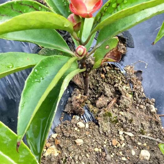 始兴县粉红一号 货源充足