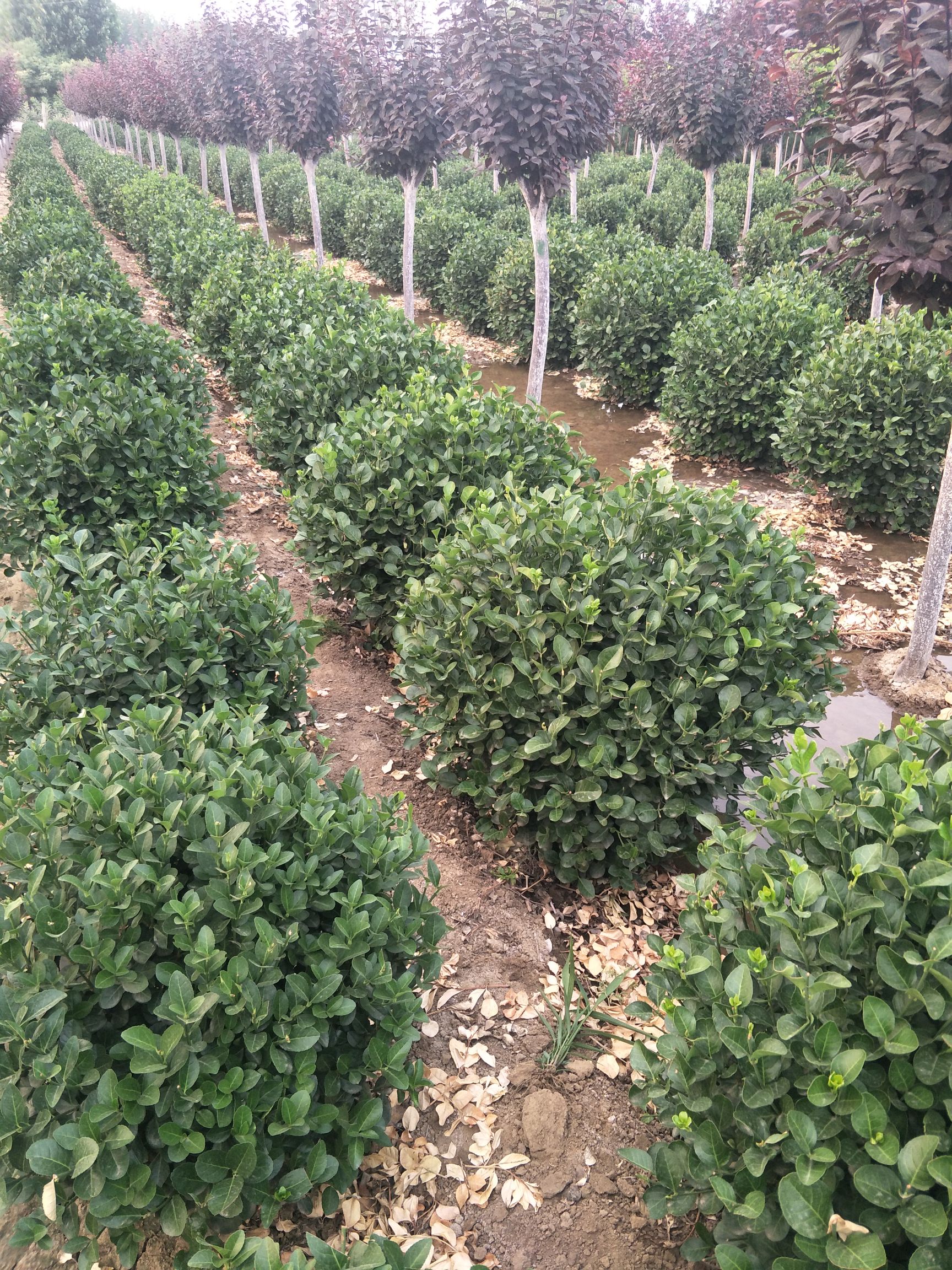 卫矛球 自产自销80-150公分精品卫茅球，树型优美，存货量大