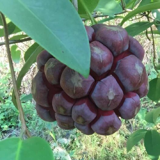 通道县黑老虎黑老虎果