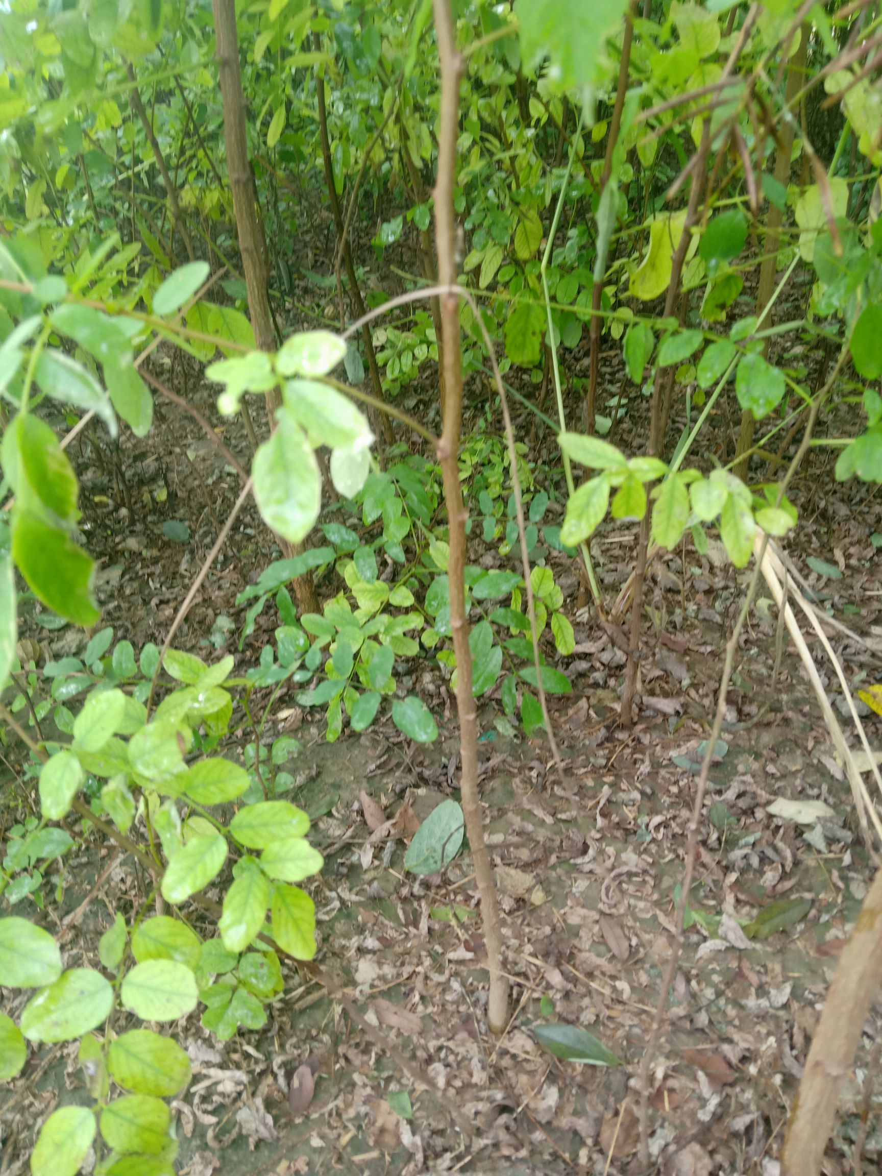  要刺槐找宋红芝规格齐全发货全国各地绿化工程用苗