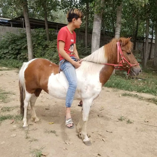 杭州 小花德宝，儿童骑乘小矮马