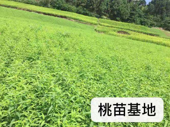 简阳市毛桃苗 实生桃苗根系发达成活率高放心苗果苗预定已经开始啦快来