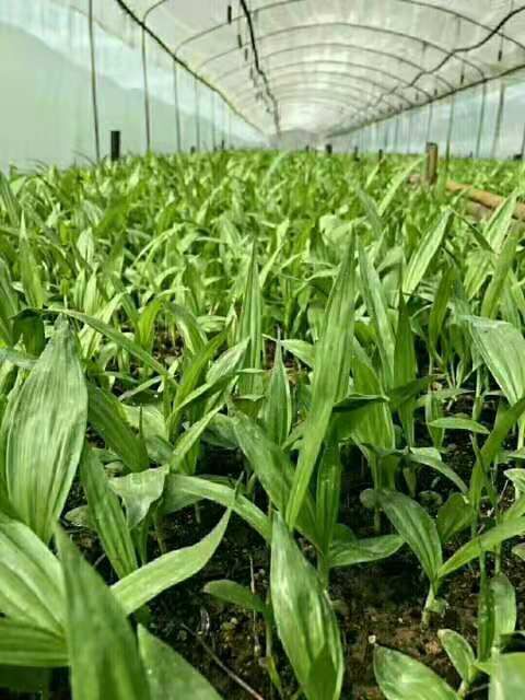 马关县紫花白芨苗 白芨种苗纯紫花三叉大白芨 成活率高支持货到付款提供种植资料