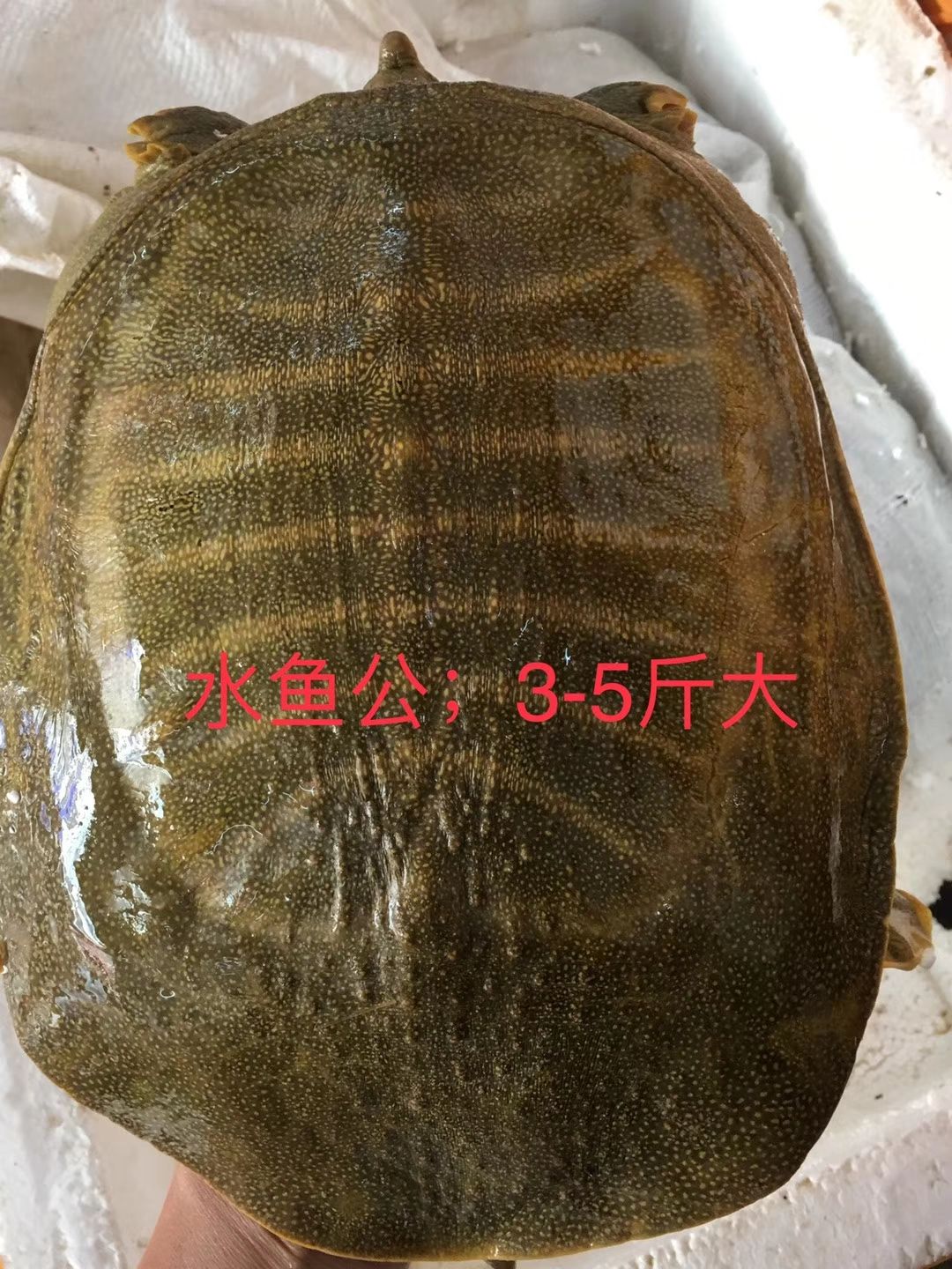  黄沙甲鱼