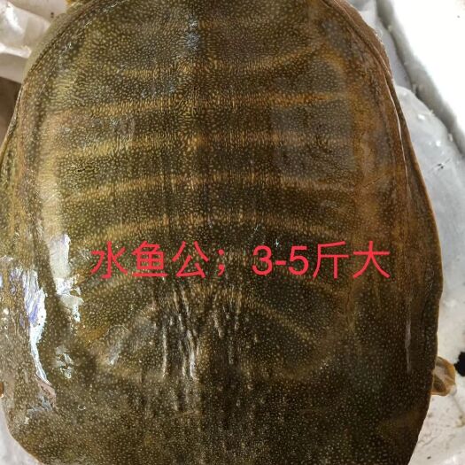 中山市 黄沙甲鱼
