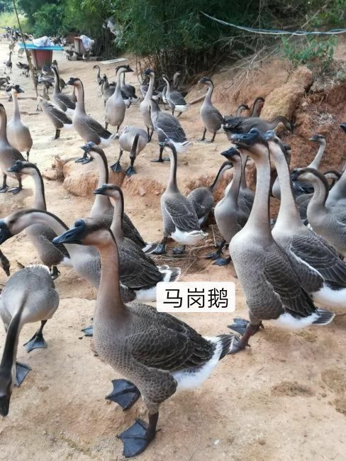 南宁马岗鹅苗 出壳苗