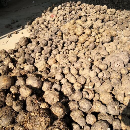 大方县 大量的鲜魔芋