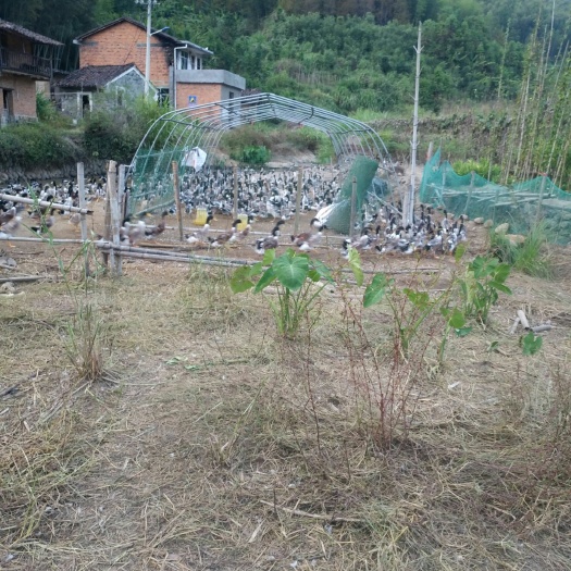 黎川县 泥鸭公，均重3斤