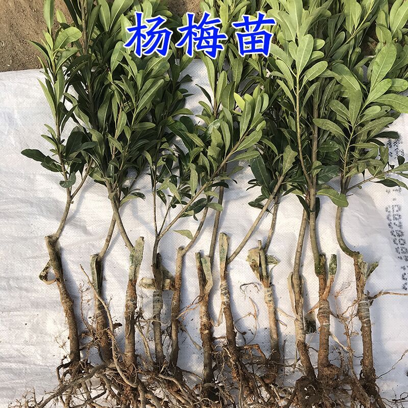  嫁接杨梅树苗两年挂果