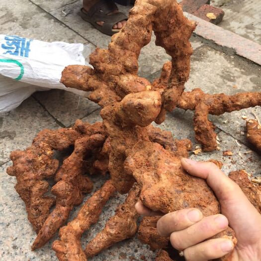 金平县土茯苓