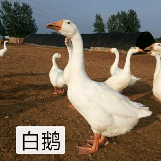 南宁白鹅苗
