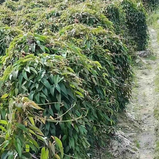  细毛山药，品相特级