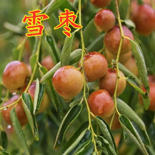 平邑县雪枣树苗 嫁接品种，现挖现发，纯正品种！