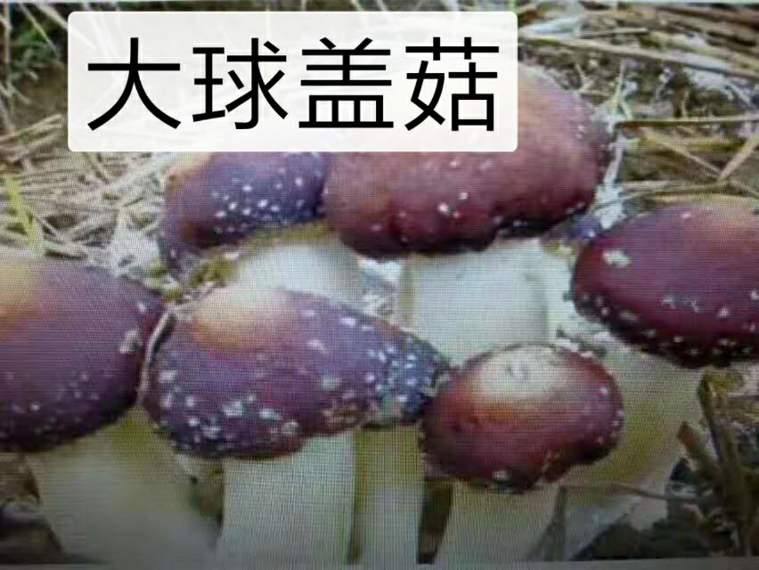 大球盖菇 大球盖种植