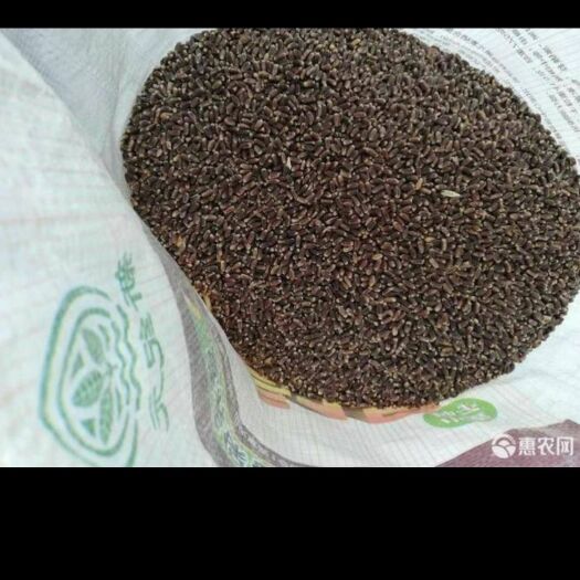 安阳县 健康黑小麦