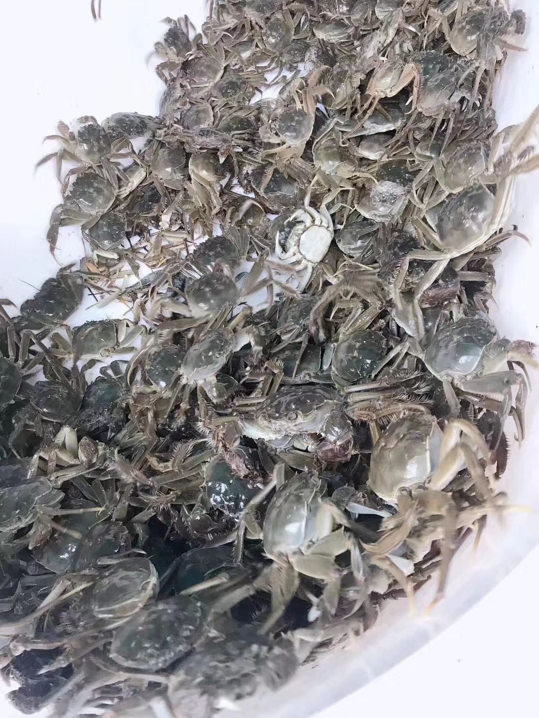  盘锦河蟹 自家养殖稻田河蟹 公/母