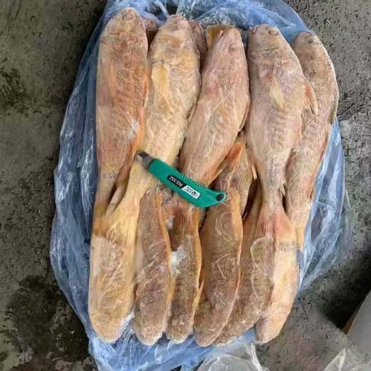 大黄鱼 黄鱼