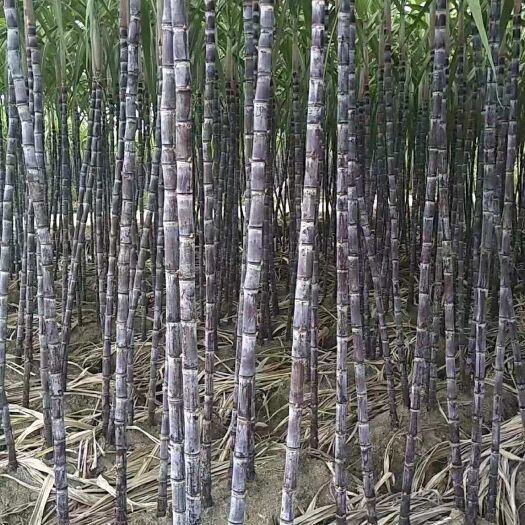 博白县 产地直销玉林樟木黑皮甘蔗134*－715*310*75