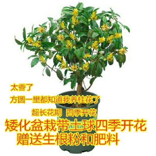 平邑县桂花树苗 当年开花 四季开花 盆栽带原土球发货包成活 赠送生根粉和肥料