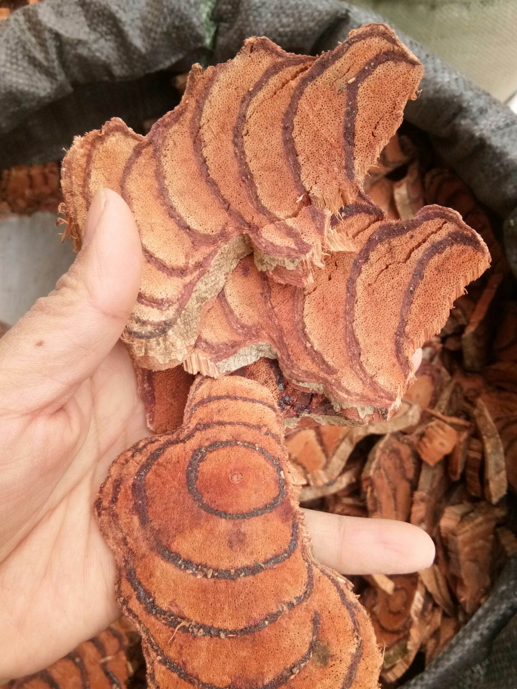 鸡血藤  正品 中药材 新鲜干货  泡茶泡酒煲汤 一公斤包邮