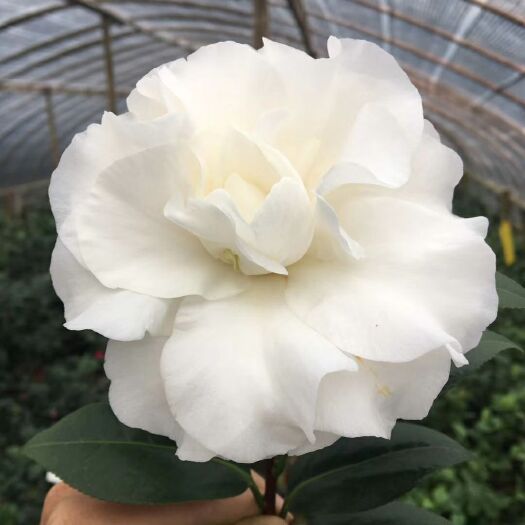 漳平市 名贵品种茶花：迎新舞会 带花苞产地发货快递包邮