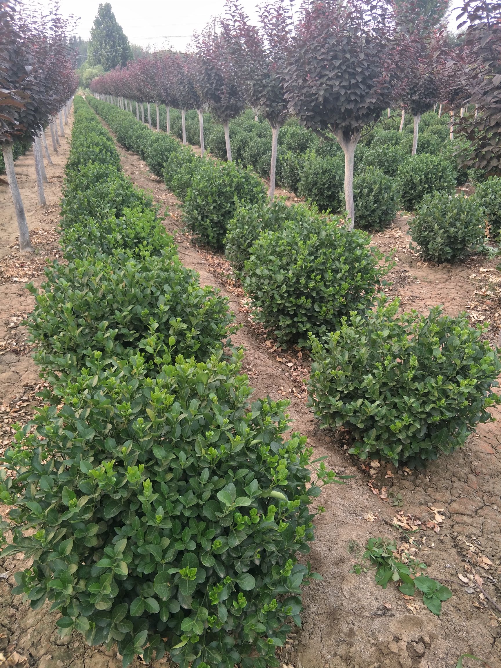 卫矛球 自产自销80-150公分精品卫茅球，树型优美，存货量大