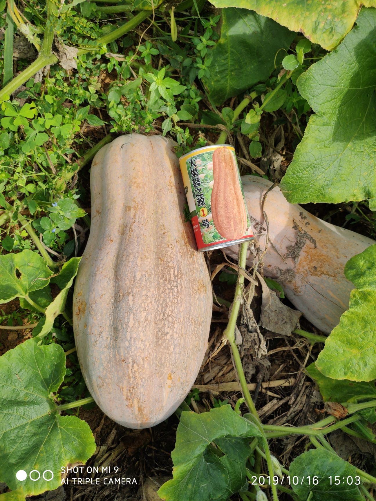 成都 蜜本南瓜种子，南瓜种子保证芽率。欢迎基地合作社联系