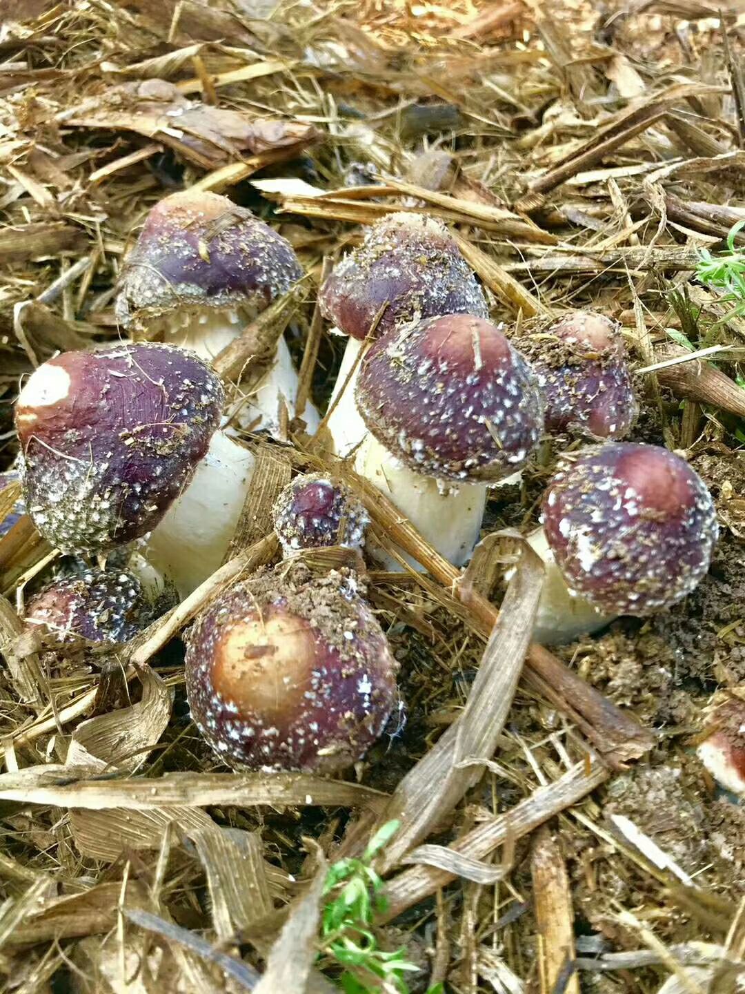 大球盖菇 大球盖种植