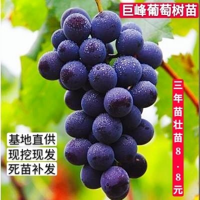平邑县 巨峰葡萄苗基地直供，现挖现发，南北方种植，盆栽地栽都可以。